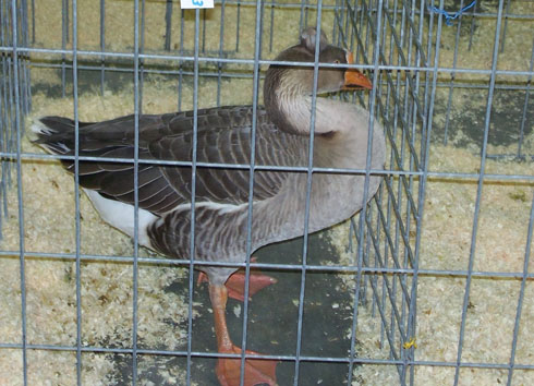 Shetland Goose